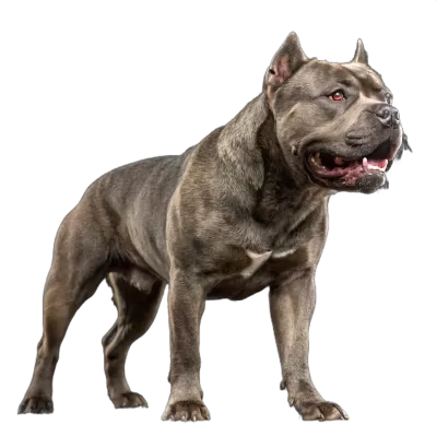 Imagen PNG para descargar